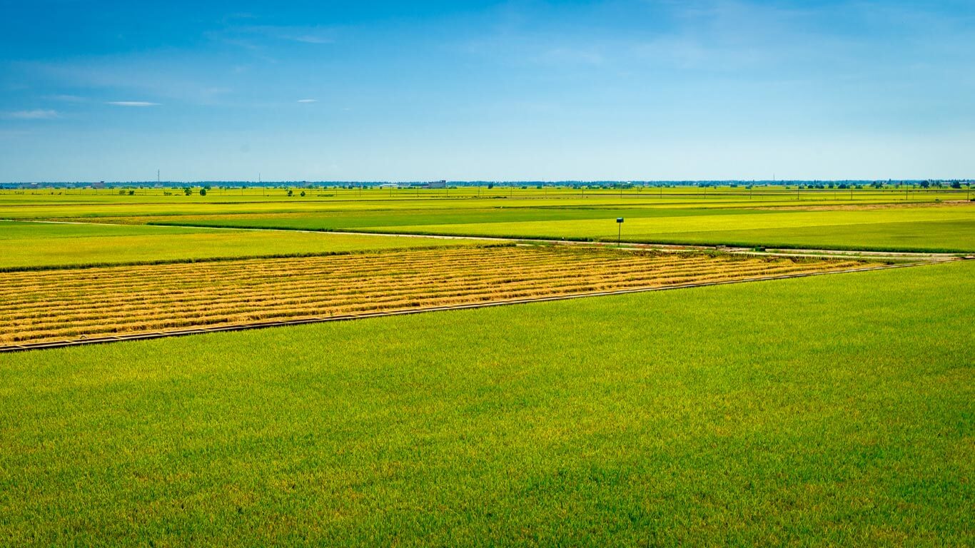 Malaysia Paddy Field